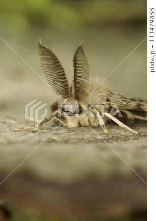 Vertical detailed closeup on a Gypsy moth , Lymantria dispar with it's remarkable bat-alike antenna Vertical detailed closeup on a Gypsy moth , Lymantria dispar with it's remarkable bat-alike antenna 111479855