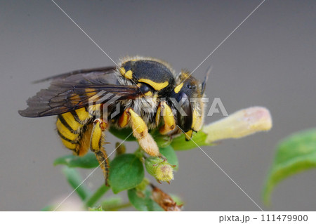 Closeup shot of a female of the yellow banded European wool carder bee, Anthidium manicatum, on a green leaf Closeup shot of a female of the yellow banded European wool carder bee, Anthidium manicatum, on a green leaf 111479900