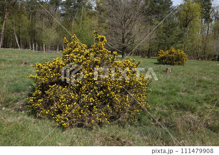 Vertical closeup on European Common gorse, Ulex europaeus, a yellow flowering shrubs of European Vertical closeup on European Common gorse, Ulex europaeus, a yellow flowering shrubs of European 111479908