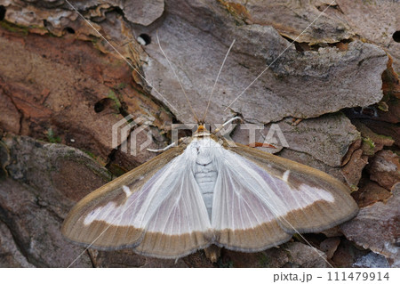 Closeup on a bright white box tree moth , Cydalima perspectalis, a pest species for buxus gardeners Closeup on a bright white box tree moth , Cydalima perspectalis, a pest species for buxus gardeners 111479914