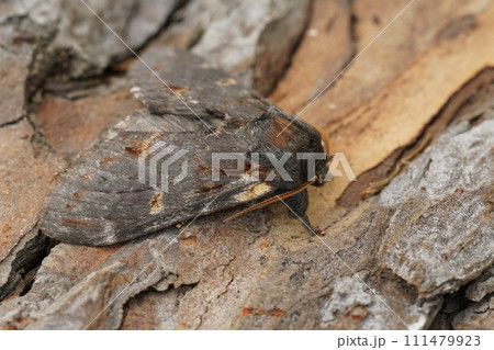 Detailed closeup on an Iron prominent moth, Notodonta dromedarius, sitting on wood Detailed closeup on an Iron prominent moth, Notodonta dromedarius, sitting on wood 111479923