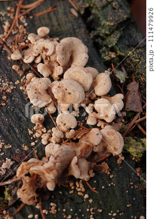 Vertical closeup on an emerging cluster of bitter oyster, luminescent panellus, or stiptic fungus mushroom, Panellus stipticus Vertical closeup on an emerging cluster of bitter oyster, luminescent panellus, or stiptic fungus mushroom, Panellus stipticus 111479926