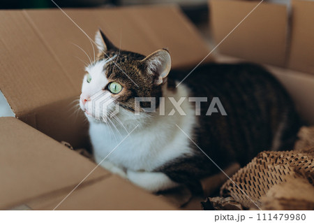 European cat in a delivery paper box. The concept of buying a new home or relocation. Pet sitting in a cardboard box. Looking cat in removal box European cat in a delivery paper box. The concept of buying a new home or relocation. Pet sitting in a cardboard box. Looking cat in removal box 111479980