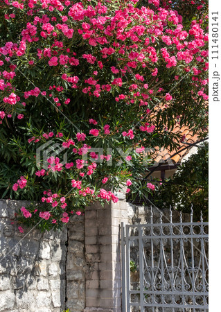 House fence and pink oleander flowers decoration 111480141