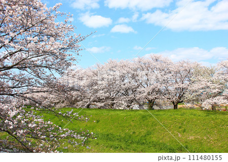 桜　3　秋篠川の河川敷に咲くソメイヨシノ 111480155