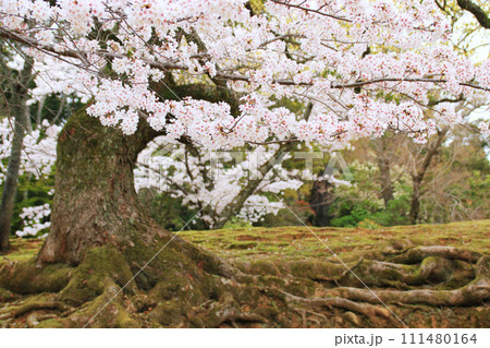 桜 9 奈良公園 満開の桜 桜 9 奈良公園 満開の桜 111480164