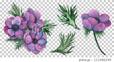 anemone flowers, leaves and bouquet in Bright purple colors. Hand drawn Watercolor floral illustration isolated on white. Botanical art for wedding anniversary, birthday, invitations 111480249