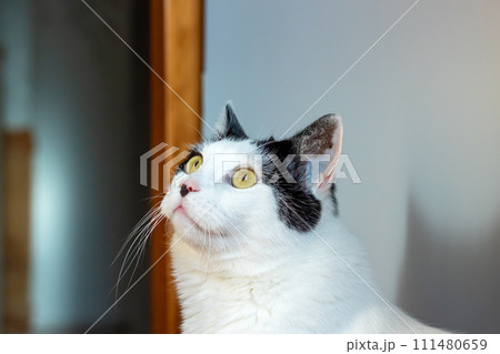Black and white cat at home closeup portrait Black and white cat at home closeup portrait 111480659