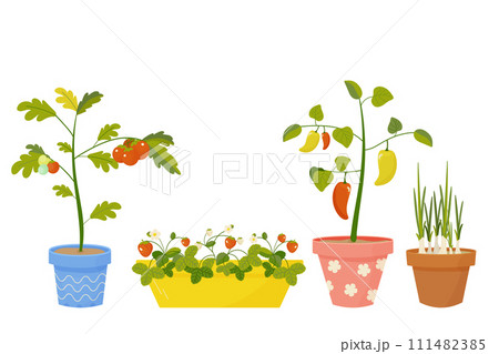 gardening on the balcony. Tomato, strawberry pepper and onion in pot. Vector illustration on white background gardening on the balcony. Tomato, strawberry pepper and onion in pot. Vector illustration on white background 111482385