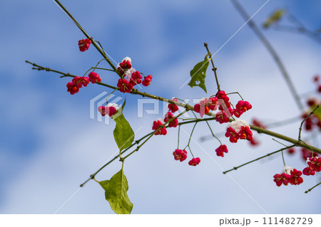 The Fruits of the European Spindle Tree The Fruits of the European Spindle Tree 111482729