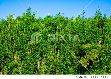 爽やかな青空のゴルフ場・竹になる前の笹林のOB、アウトオブバウンズ（神奈川県湯河原町） 111483119