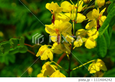 ジャケツイバラ 111484242