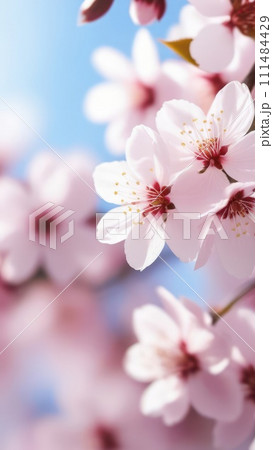 Cherry blossom flower blooming. Pink sakura flower background. Pink cherry blossom, isolated Sakura tree branch. For card, banner, invitation, social media post, poster, mobile apps, advertising. 111484429