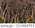 Freshly harvested garlic bunches on soil. Rows of freshly dug garlic bulbs with roots on dark soil. Importance of agriculture and organic farming, preparing produce for long-term storage 111484763