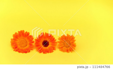 Soft gradient of calendula flowers, from fiery orange to gentle sunlit yellow on yellow background. Calendula for natural skincare or organic cosmetic lines 111484766