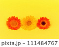 Sunny hues floral trio, Vibrant three calendula flowers in orange and yellow on vivid yellow background at bright summer day, vitality, and natural beauty of blooming flowers 111484767