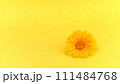 Vibrant, single yellow calendula flower on yellow background. Calendula in herbal traditional remedies or holistic health practices, happiness and positivity, optimistic outlook 111484768