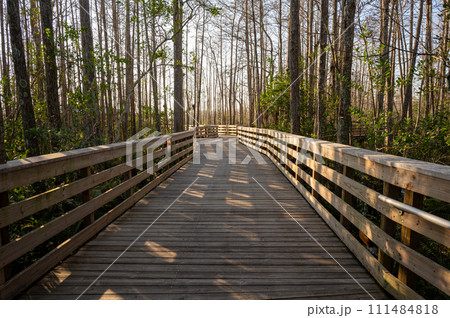 Boardwalk over wetlands of Grassy Waters Preserve in West Palm Beach, Florida. 111484818