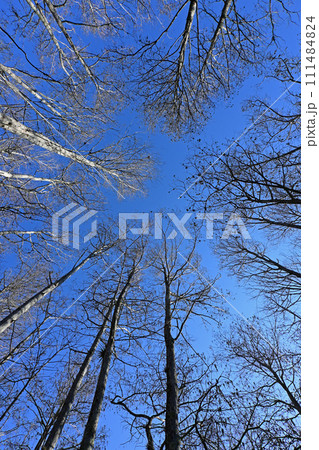 Upward view bare cypress trees against blue sky in Grassy Waters Preserve. 111484824