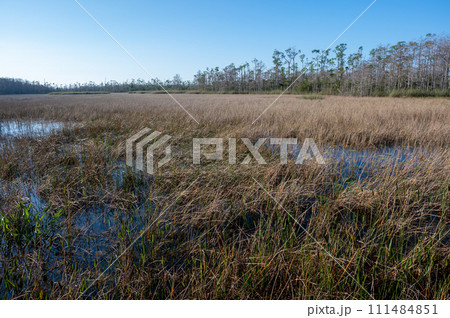 Natural wetlands of Grassy Waters Preserve in West Palm Beach, Florida. Natural wetlands of Grassy Waters Preserve in West Palm Beach, Florida. 111484851