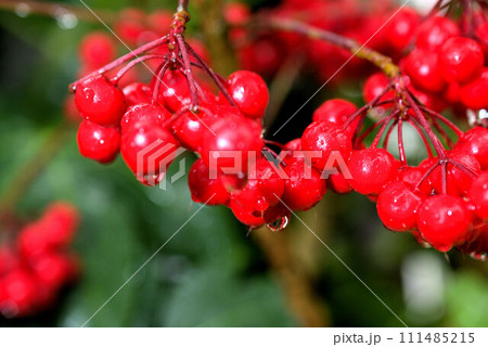 雨の滴と赤い実の万両　樹木 111485215