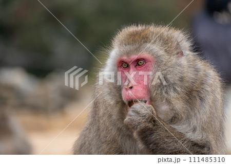 おやつを食べるニホンザル 嵐山モンキーパークいわたやま おやつを食べるニホンザル 嵐山モンキーパークいわたやま 111485310