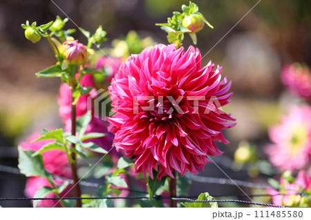 ダリアの花 ダリアの花 111485580