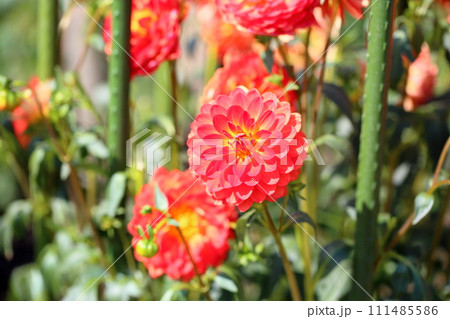 ダリアの花 111485586