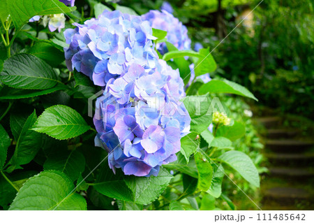 梅雨の晴れ間に咲く紫陽花 梅雨の晴れ間に咲く紫陽花 111485642