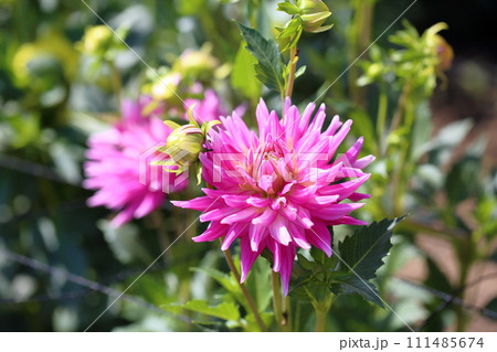 ダリアの花 111485674