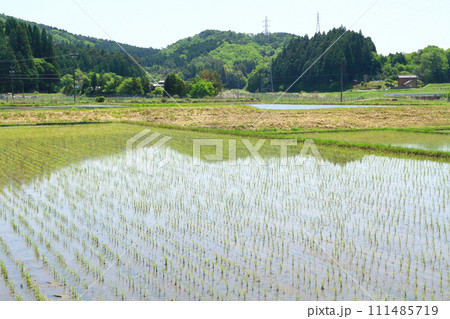 田植えが終わった水田 田植えが終わった水田 111485719