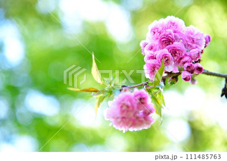 千葉市 八重桜 春イメージ 千葉市 八重桜 春イメージ 111485763