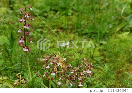 地エビネ 海老根蘭 茶色い地味な花 ラン 山野草 地エビネ 海老根蘭 茶色い地味な花 ラン 山野草 111486344