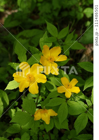 ヤマブキソウ　山吹草　林縁に咲く　黄色い花 111486501