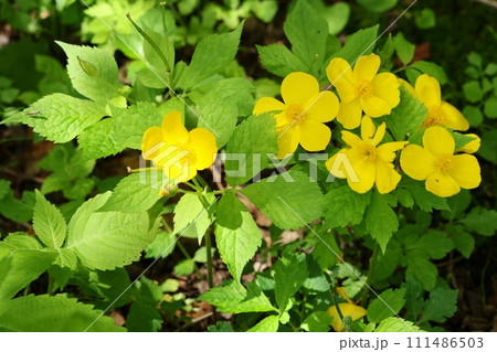 ヤマブキソウ　山吹草　林縁に咲く　黄色い花 111486503