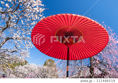 梅の木の下にある赤い和傘 梅の木の下にある赤い和傘 111486519