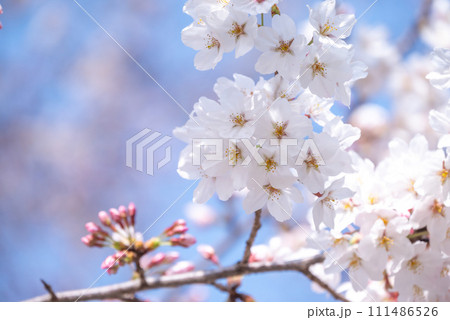 青空に映える満開の桜 111486526