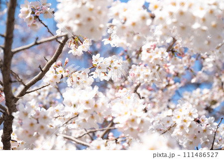 満開になった桜の花 満開になった桜の花 111486527