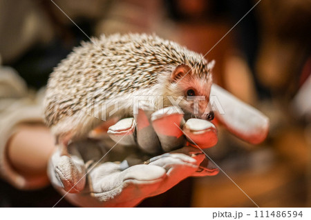 かわいいハリネズミのイメージ 111486594