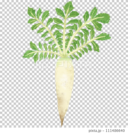 水彩畫的蘿蔔的插圖 水彩畫的蘿蔔的插圖 111486640