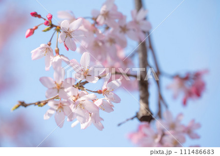 青空に映える桜 青空に映える桜 111486683