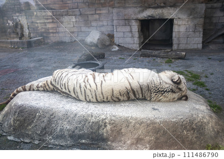 お休み中のホワイトタイガー 111486790