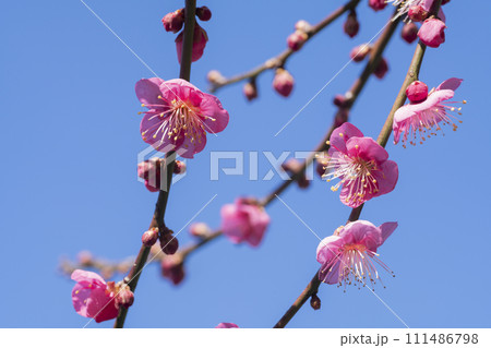 ピンクの梅の花 ピンクの梅の花 111486798