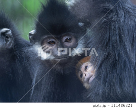 黒いフランソワルトンの赤ちゃんは黄金色 黒いフランソワルトンの赤ちゃんは黄金色 111486821