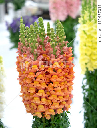 キンギョソウの切り花 キンギョソウの切り花 111487011