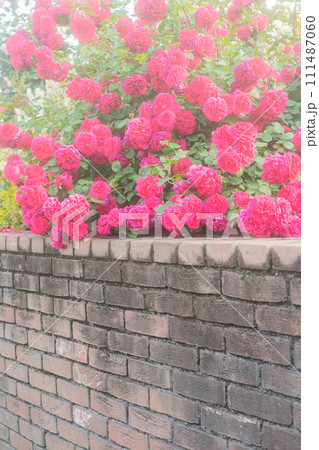 一般公開されているひらかたパークで見頃を迎えた綺麗なバラを撮影 一般公開されているひらかたパークで見頃を迎えた綺麗なバラを撮影 111487060