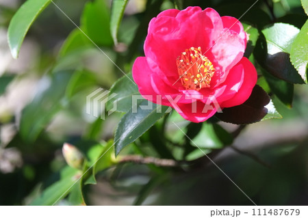 赤い椿の花 111487679