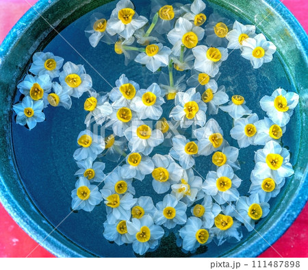 水瓶に浮かぶカラフルなスイセンの生花 111487898