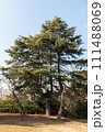 神戸市　諏訪山公園　金星台の木 111488069