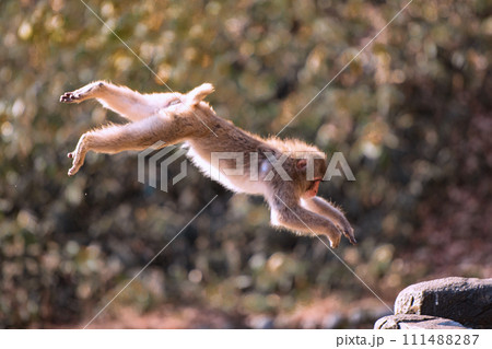 とび猿 とび猿 111488287